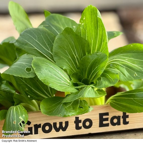 Pak Choi 'Goku' F1 - Seeds