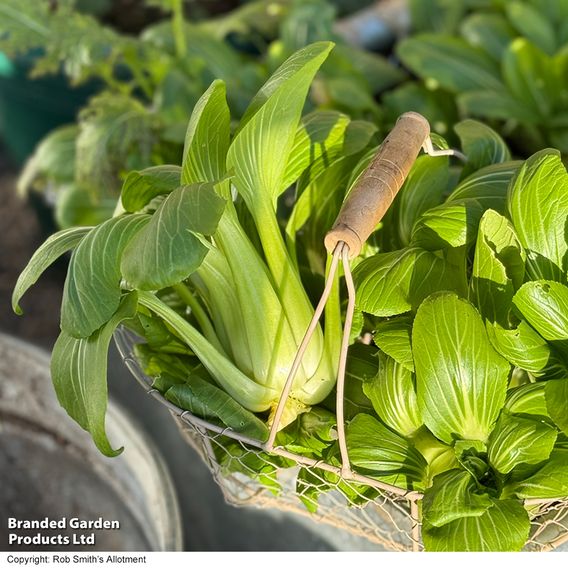 Pak Choi 'Goku' F1 - Seeds