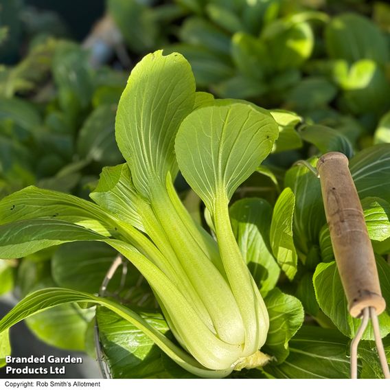 Pak Choi 'Goku' F1 - Seeds