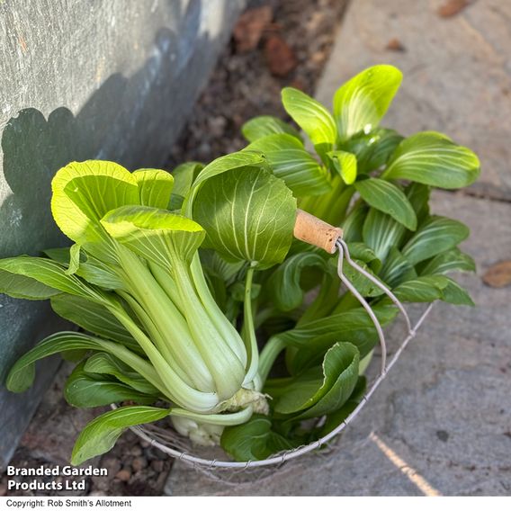 Pak Choi 'Goku' F1 - Seeds