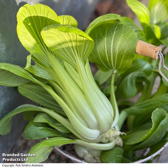 Pak Choi 'Goku' F1 - Seeds