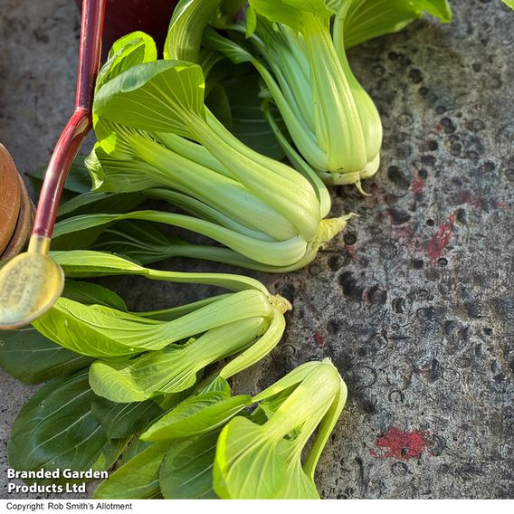 Pak Choi 'Goku' F1 - Seeds