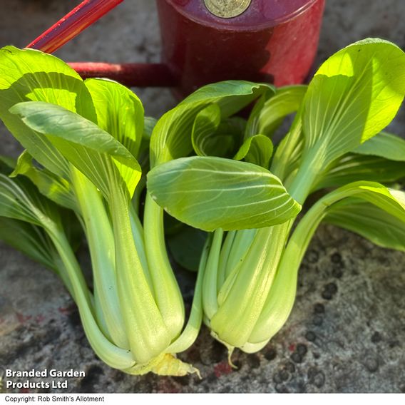 Pak Choi 'Goku' F1 - Seeds