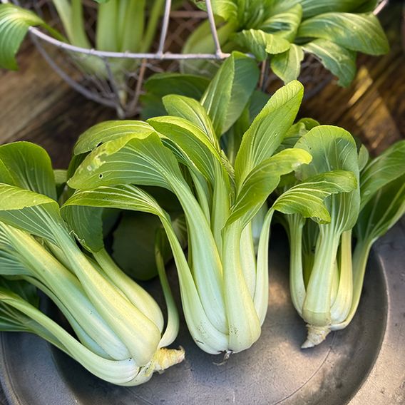 Pak Choi 'Goku' F1 - Seeds