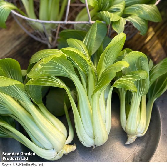 Pak Choi 'Goku' F1 - Seeds
