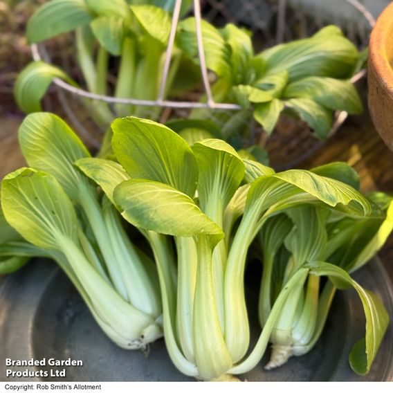 Pak Choi 'Goku' F1 - Seeds