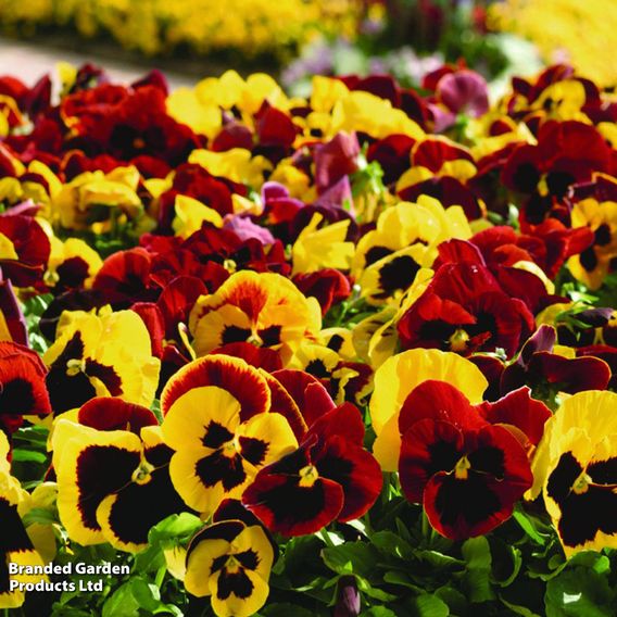 Pansy 'Autumn Blaze Mixed'