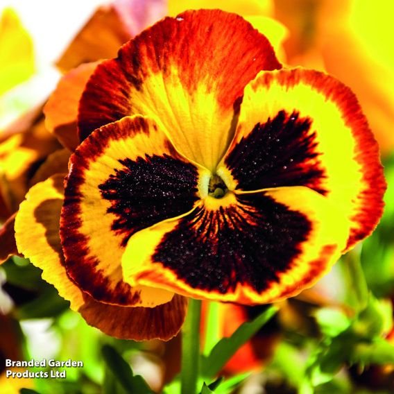 Pansy 'Autumn Blaze Mixed'