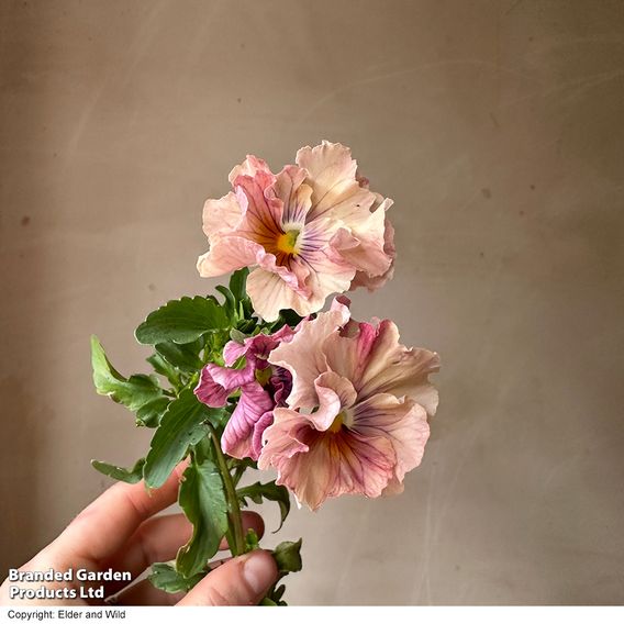 Pansy 'Chianti Shades' F1 - Seeds