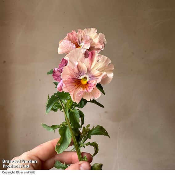 Pansy 'Chianti Shades' F1 - Seeds