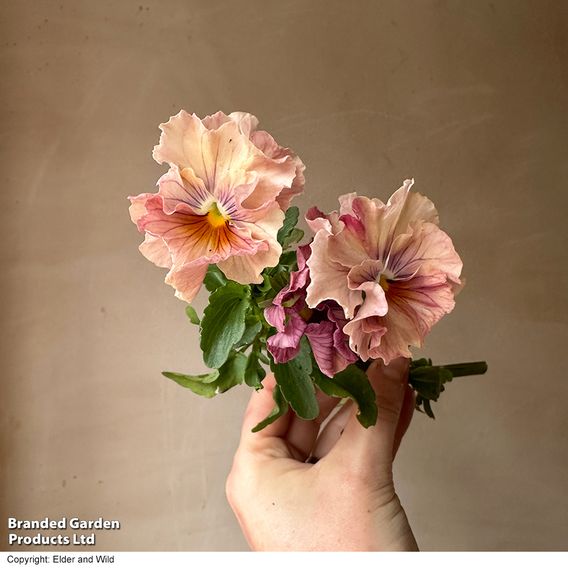 Pansy 'Chianti Shades' F1 - Seeds