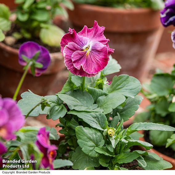 Pansy 'Chianti Shades' F1 - Seeds
