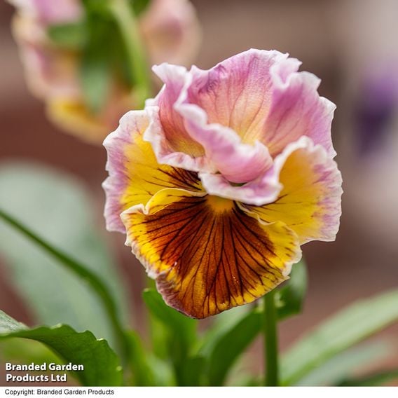 Pansy 'Chianti Shades' F1 - Seeds