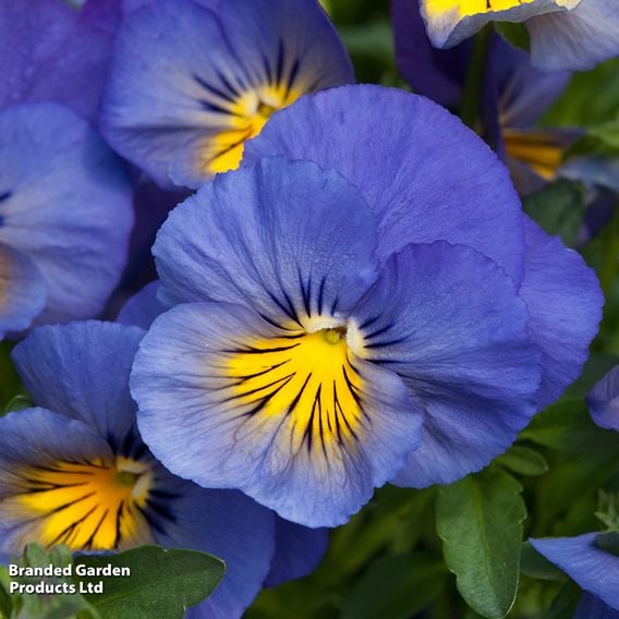 Pansy 'Cool Wave Blue Skies'
