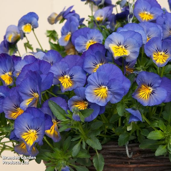 Pansy 'Cool Wave Blue Skies'
