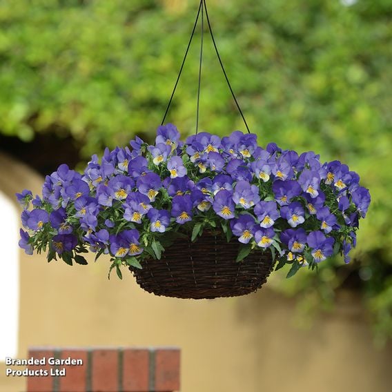 Pansy 'Cool Wave Blue Skies'
