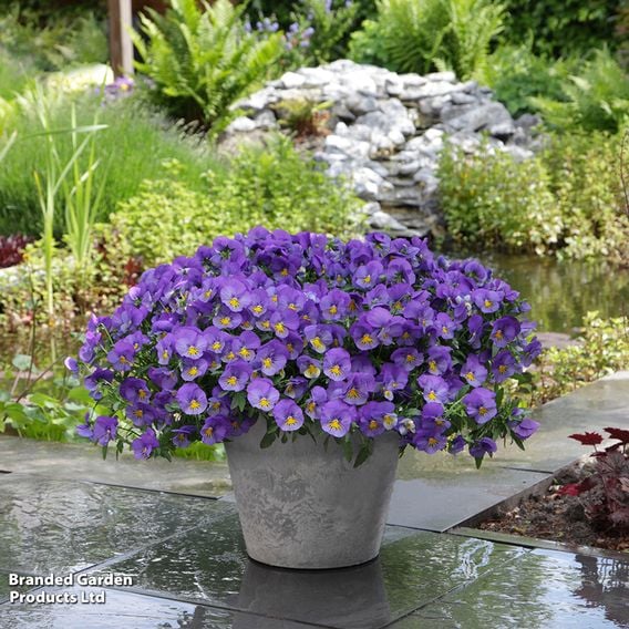 Pansy 'Cool Wave Blue Skies'