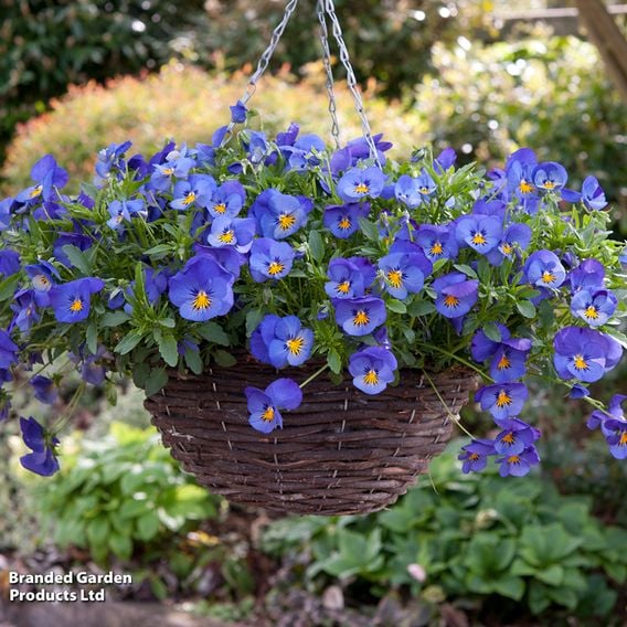 Pansy 'Cool Wave Blue Skies'