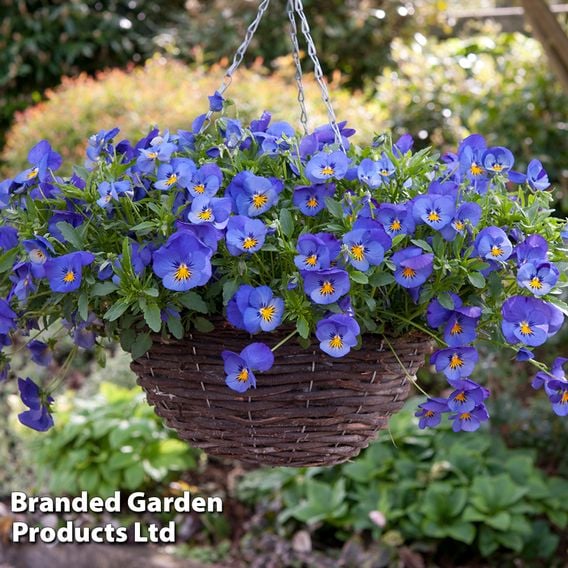 Pansy Cool Wave Collection