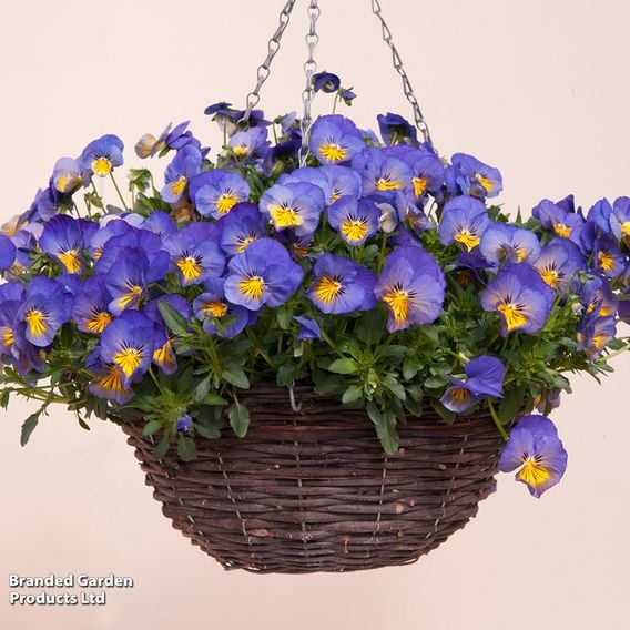 Pansy 'Cool Wave Blue Skies'