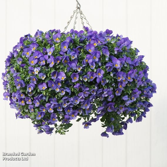 Pansy 'Cool Wave Blue Skies'