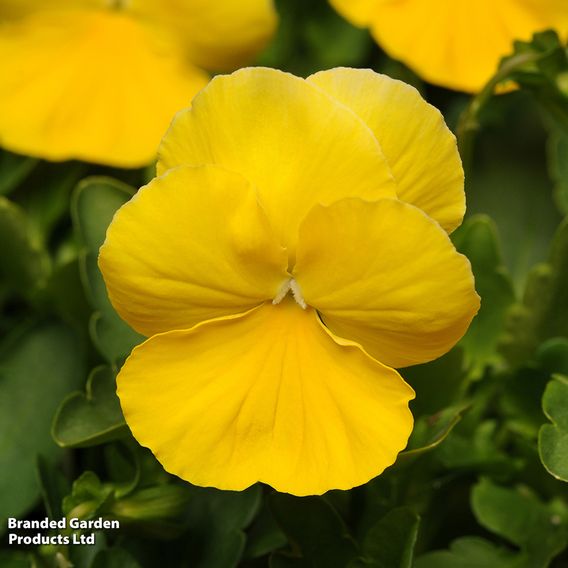 Pansy 'Cool Wave Yellow'