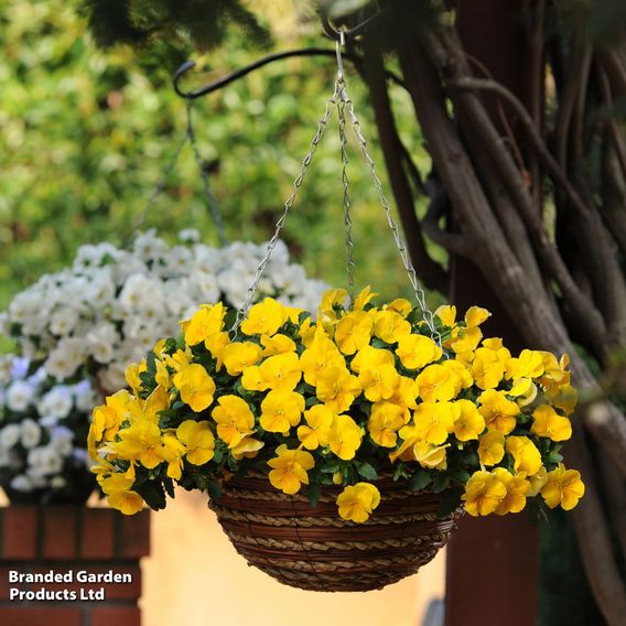 Pansy 'Cool Wave Yellow'