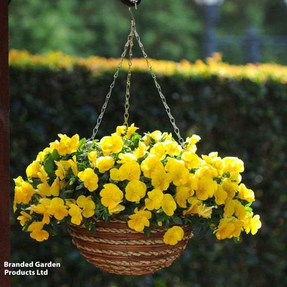 Pansy 'Cool Wave Yellow'