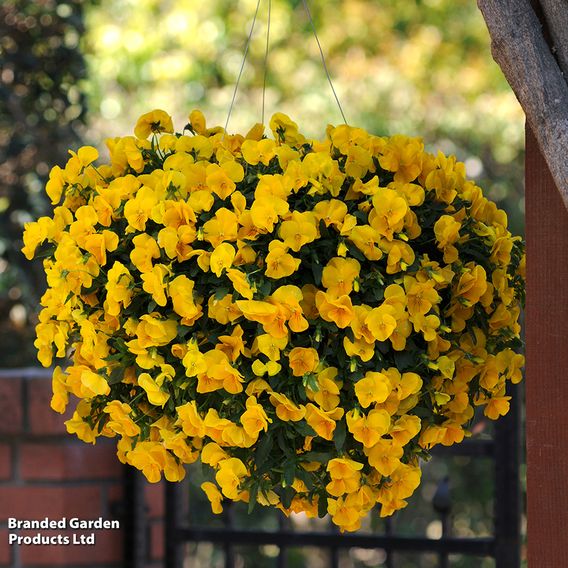 Pansy 'Cool Wave Yellow'