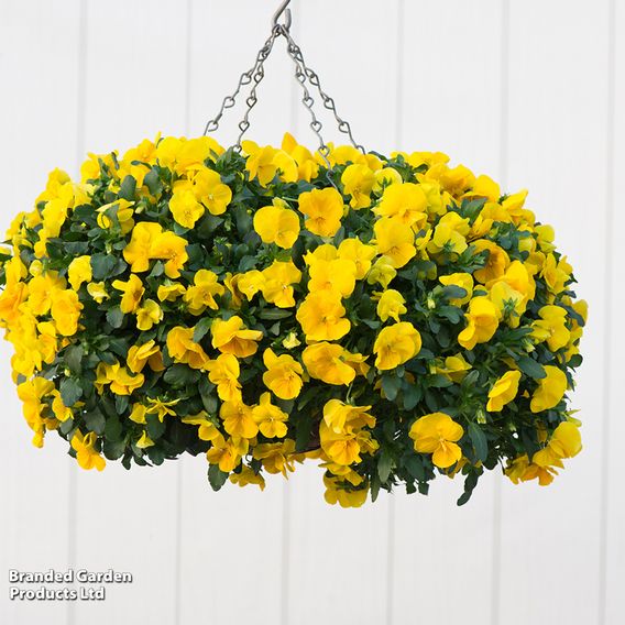 Pansy 'Cool Wave Yellow'