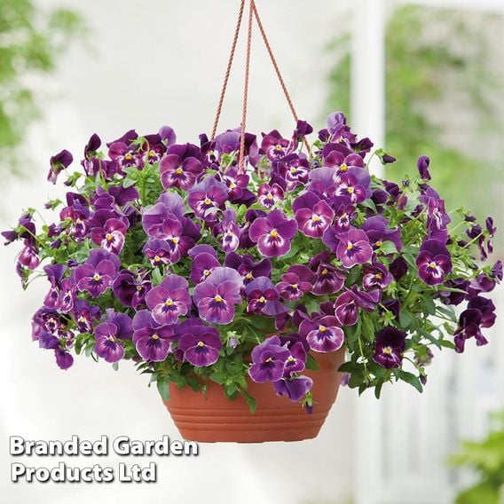 Pansy Cool Wave Collection