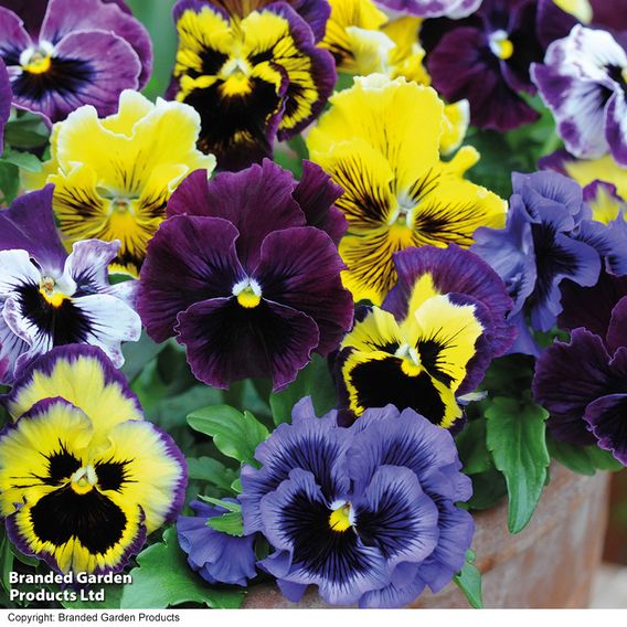 Pansy 'Frizzle Sizzle' Mixed