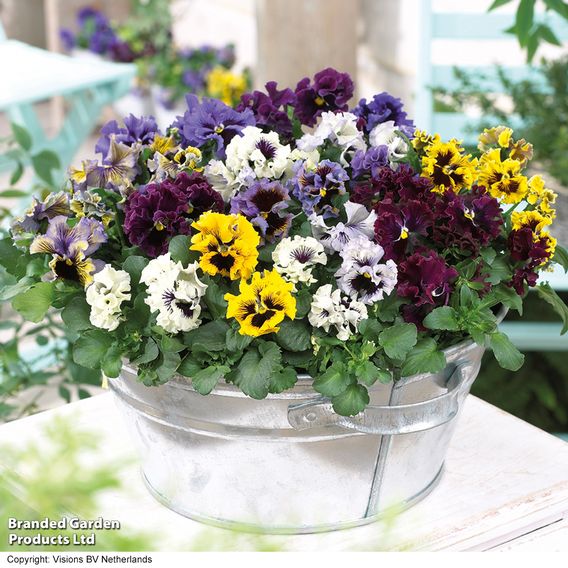 Pansy 'Frizzle Sizzle' Mixed