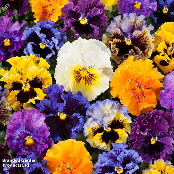 Pansy 'Frizzle Sizzle' Mixed