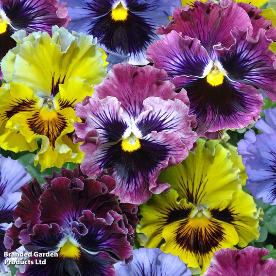 Pansy 'Frizzle Sizzle' Mixed
