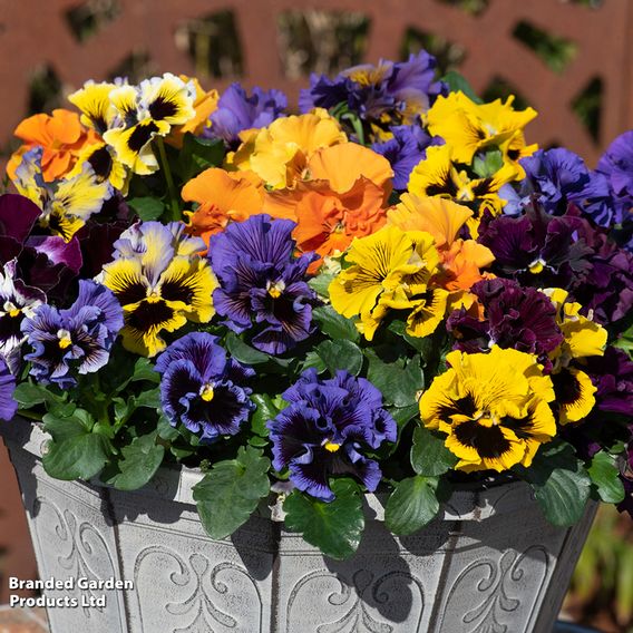 Pansy 'Frizzle Sizzle' Mixed