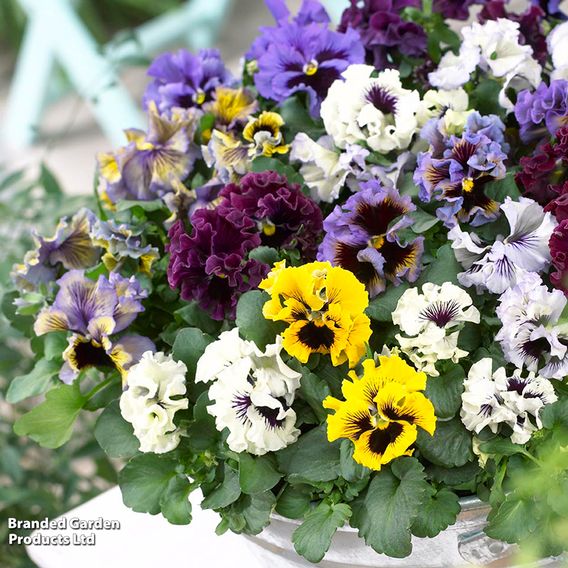 Pansy 'Frizzle Sizzle' Mixed