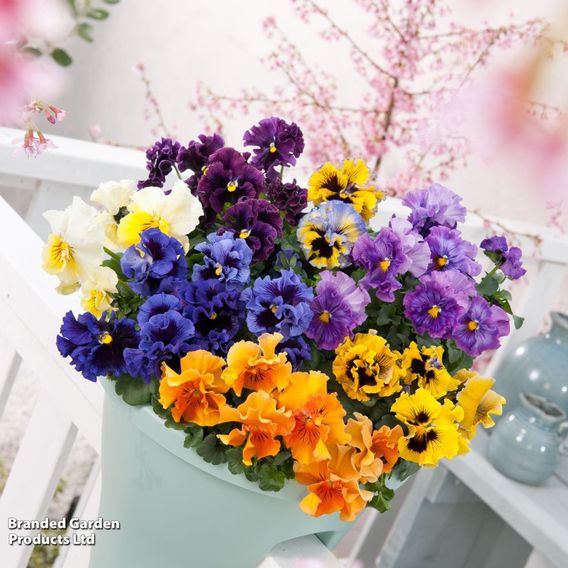 Pansy 'Frizzle Sizzle' Mixed