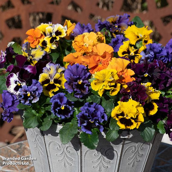 Pansy 'Frizzle Sizzle' Mixed