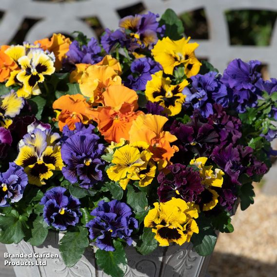Pansy 'Frizzle Sizzle' Mixed