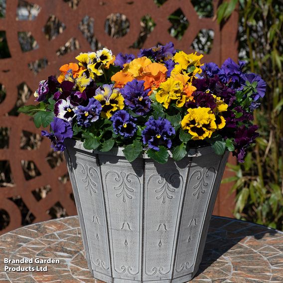 Pansy 'Frizzle Sizzle' Mixed
