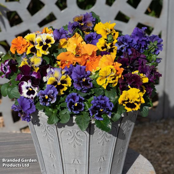 Pansy 'Frizzle Sizzle' Mixed