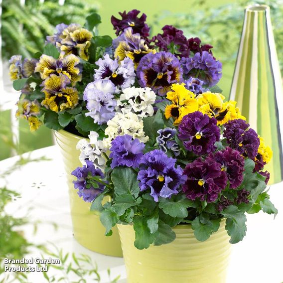 Pansy 'Frizzle Sizzle' Mixed