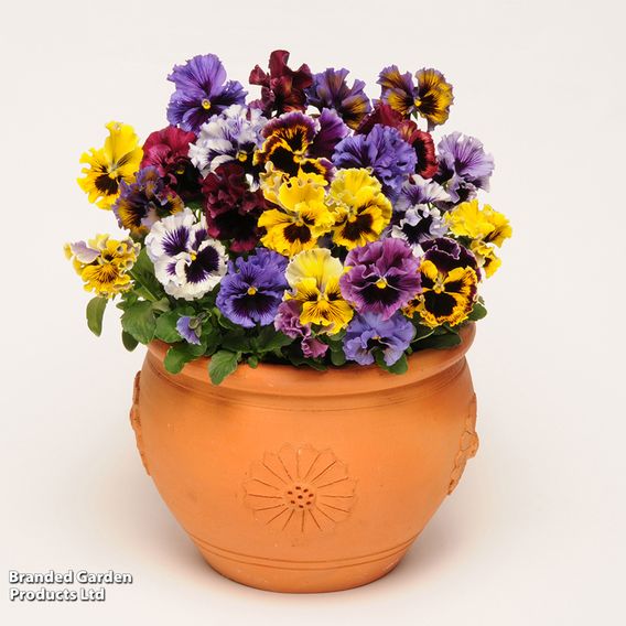 Pansy 'Frizzle Sizzle' Mixed