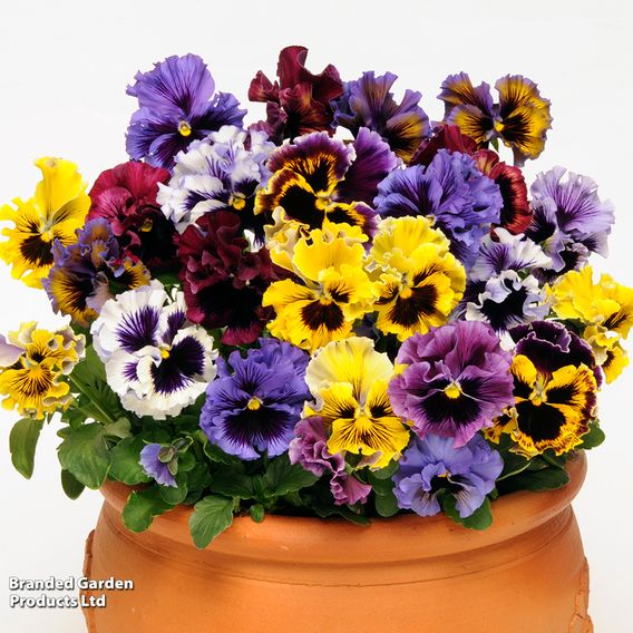 Pansy 'Frizzle Sizzle' Mixed