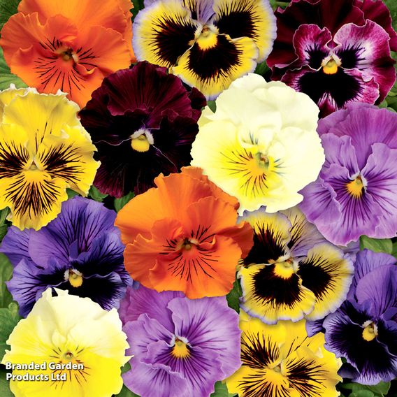 Pansy 'Frizzle Sizzle' Mixed