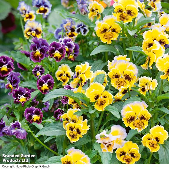 Pansy 'Frizzle Sizzle' Mixed