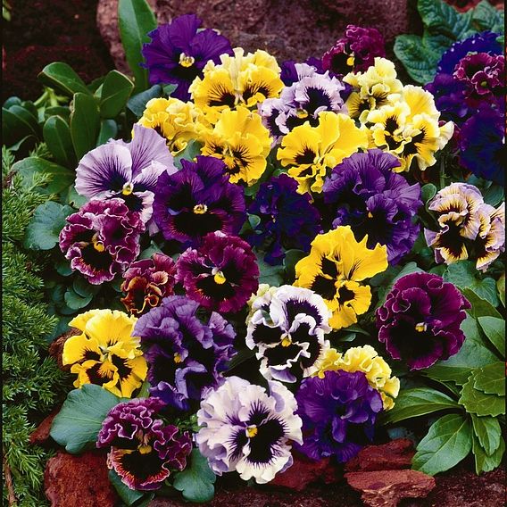 Pansy 'Frizzle Sizzle' Mixed