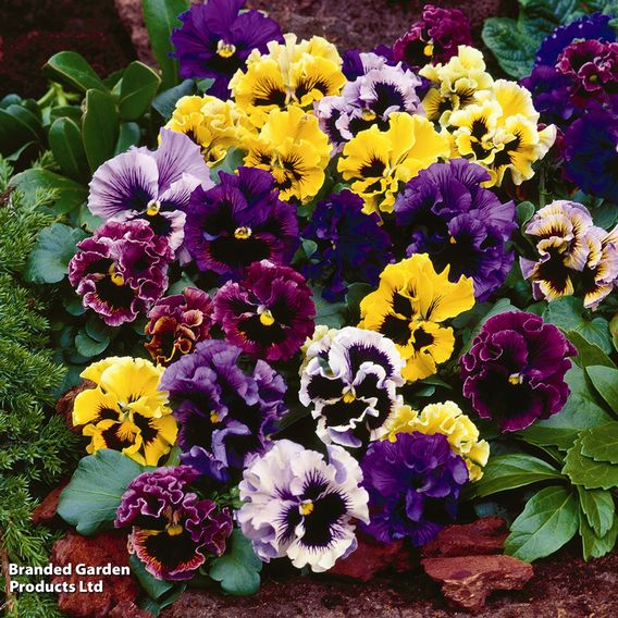 Pansy 'Frizzle Sizzle' Mixed