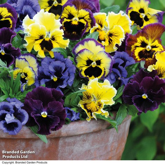 Pansy 'Frizzle Sizzle' Mixed